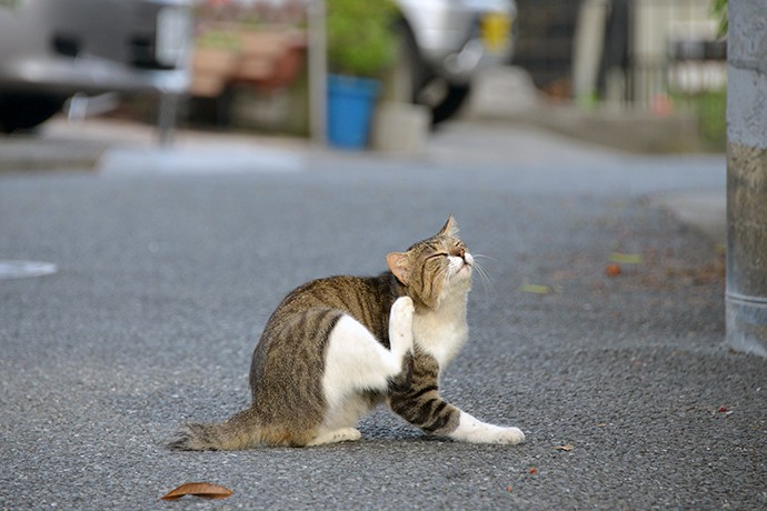 街のねこたち