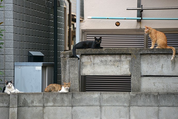 街のねこたち
