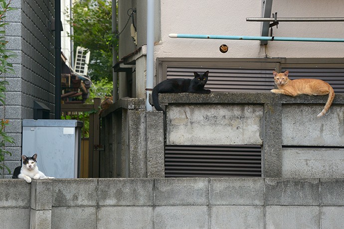 街のねこたち
