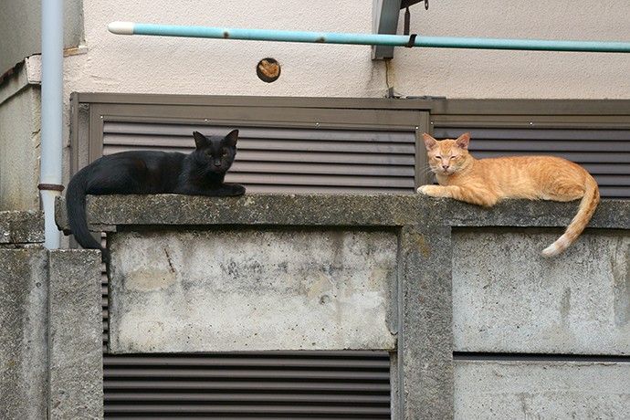 街のねこたち