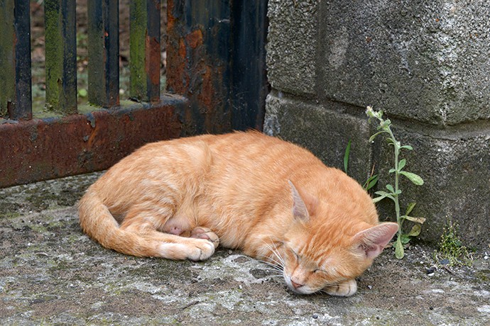 街のねこたち