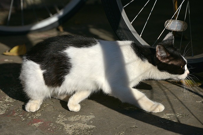街のねこたち