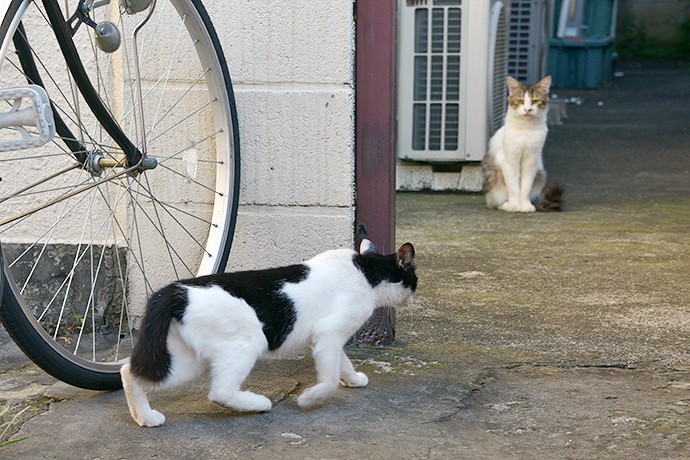 街のねこたち
