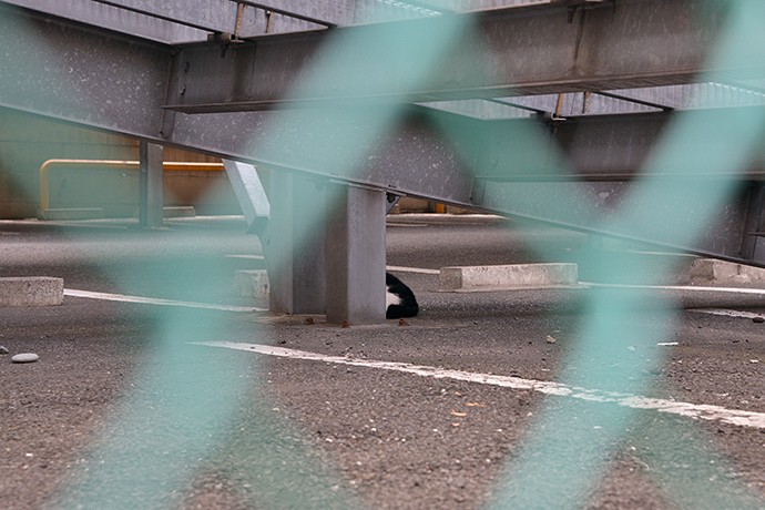 街のねこたち