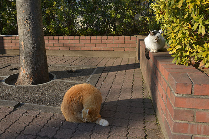 街のねこたち