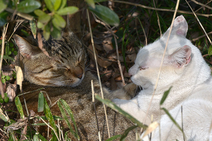 街のねこたち