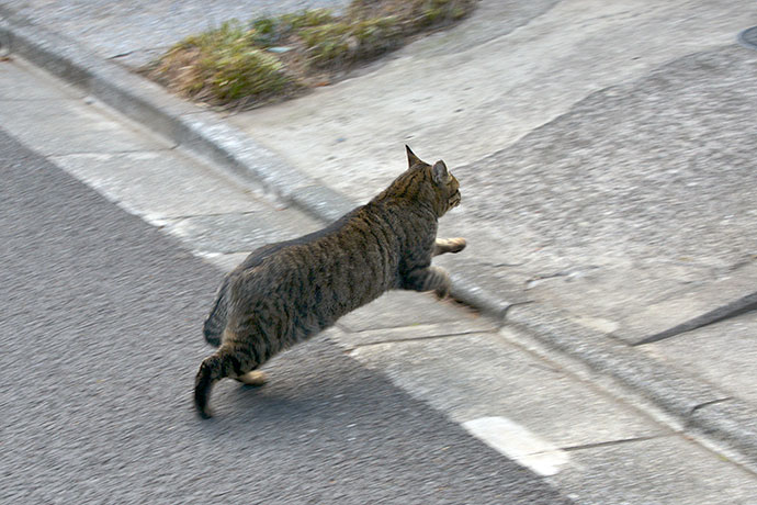 街のねこたち