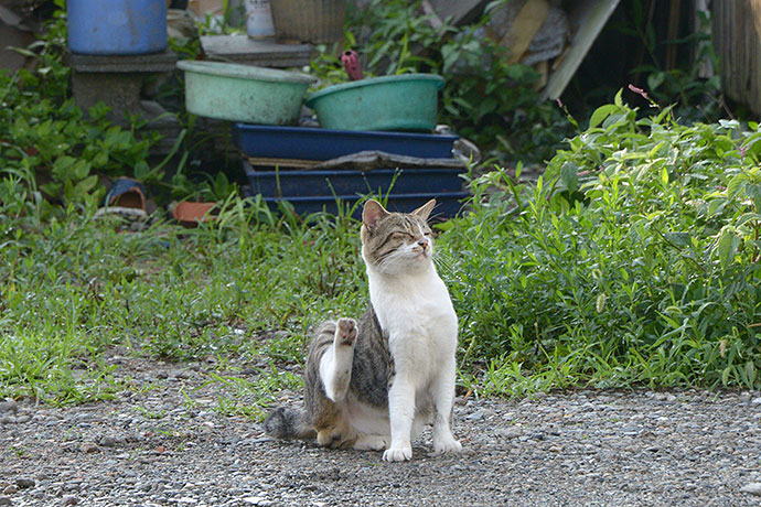 街のねこたち