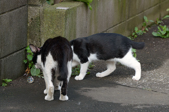 街のねこたち