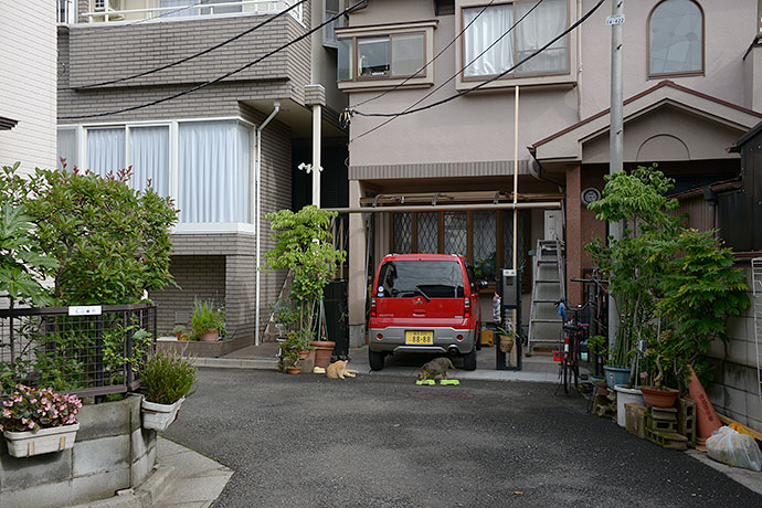 街のねこたち