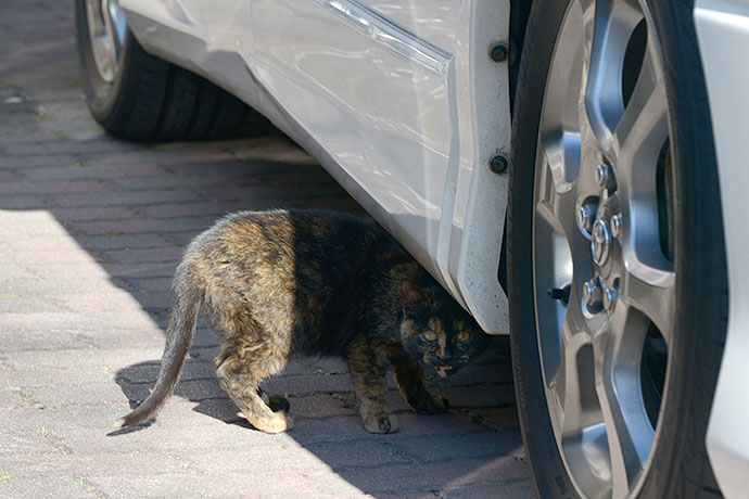 街のねこたち