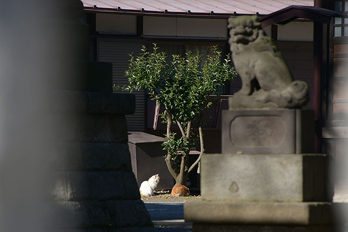 街のねこたち