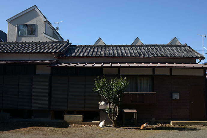 街のねこたち