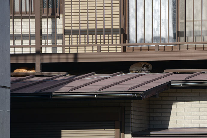 街のねこたち