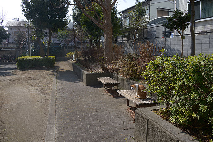 街のねこたち