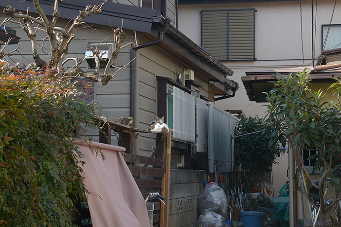 街のねこたち