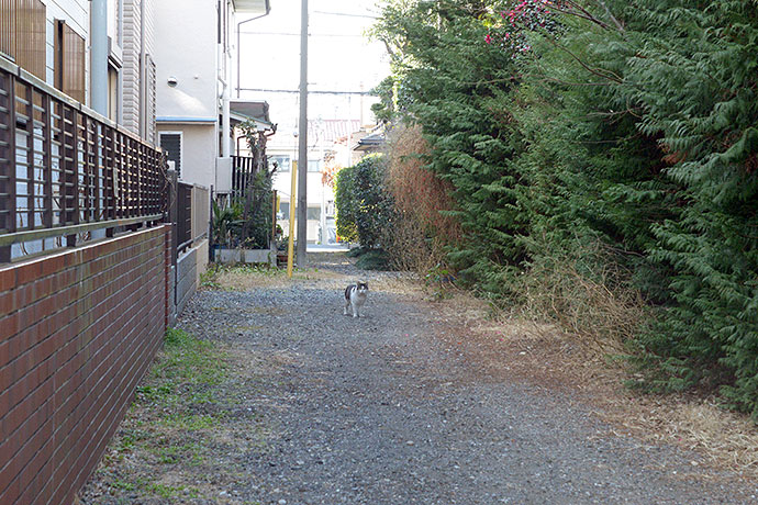 街のねこたち