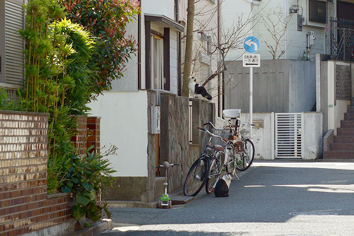 街のねこたち