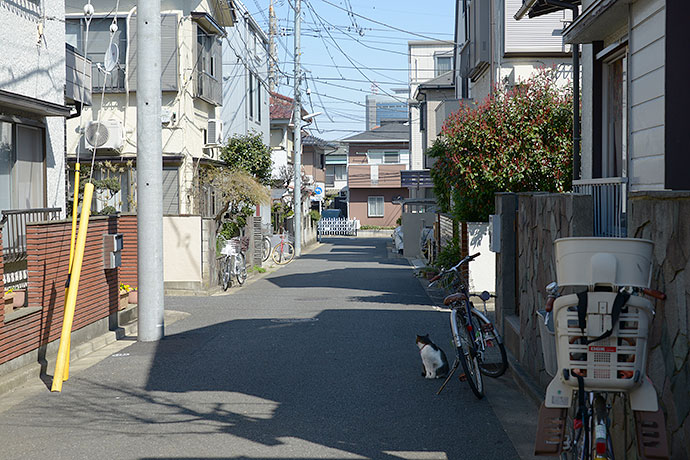 街のねこたち