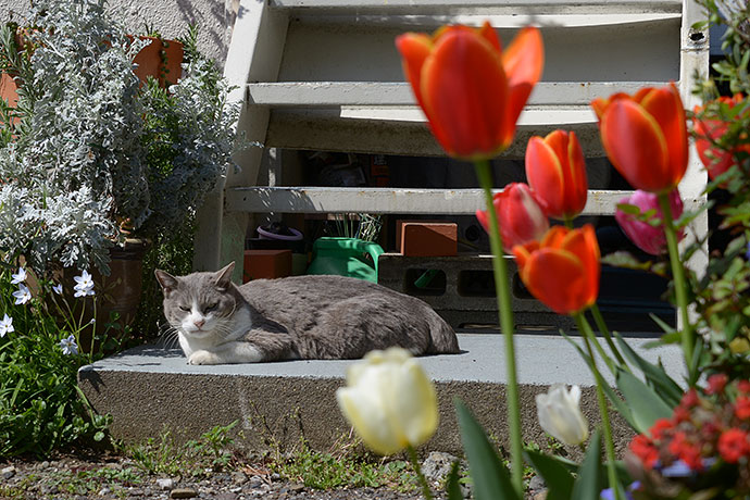 街のねこたち