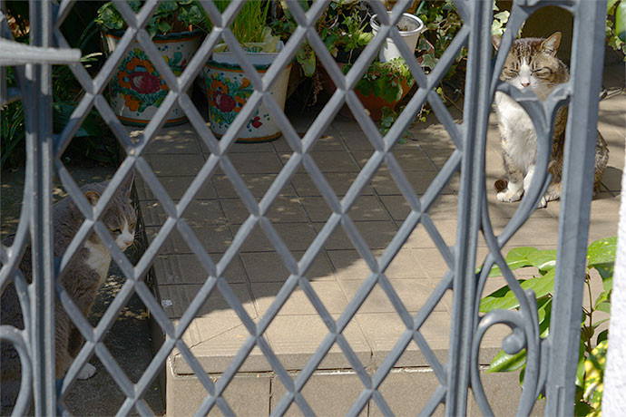 街のねこたち