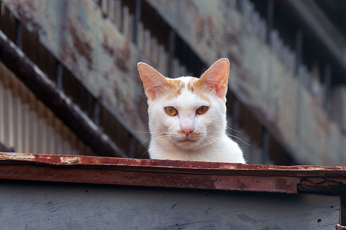 街のねこたち