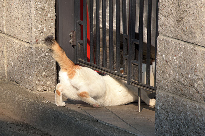 街のねこたち
