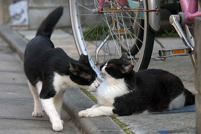 街のねこたち