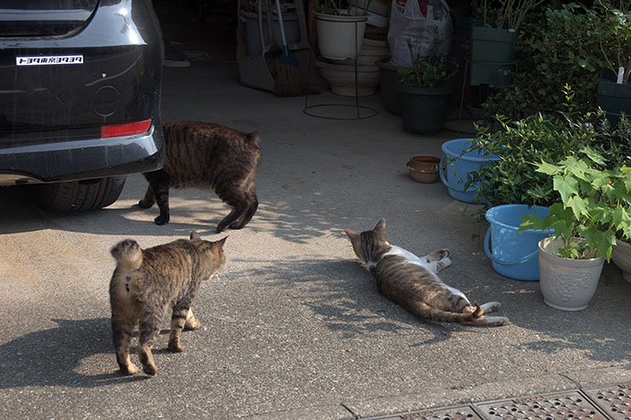 街のねこたち