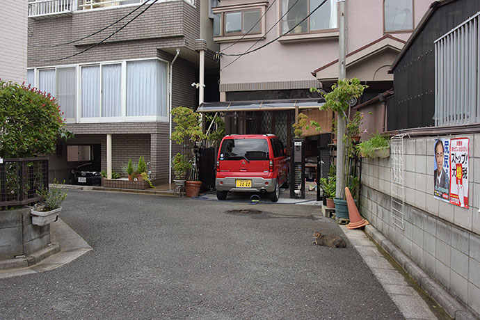 街のねこたち