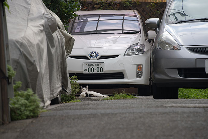 街のねこたち