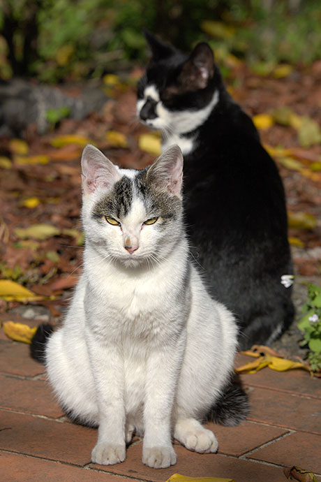 街のねこたち