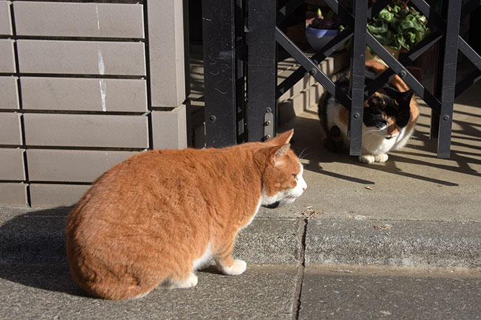 街のねこたち