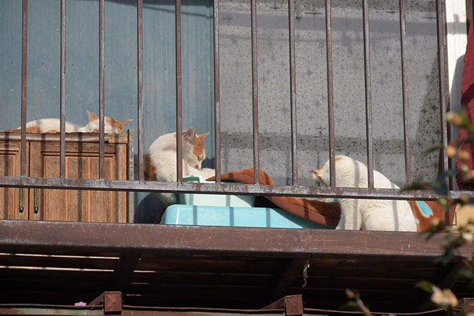 街のねこたち