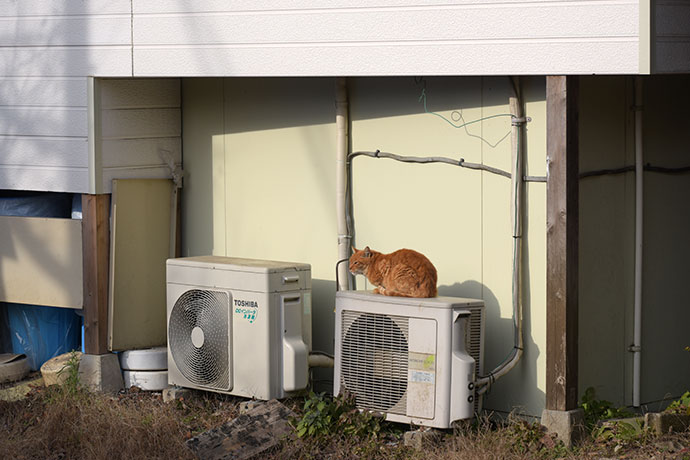 街のねこたち
