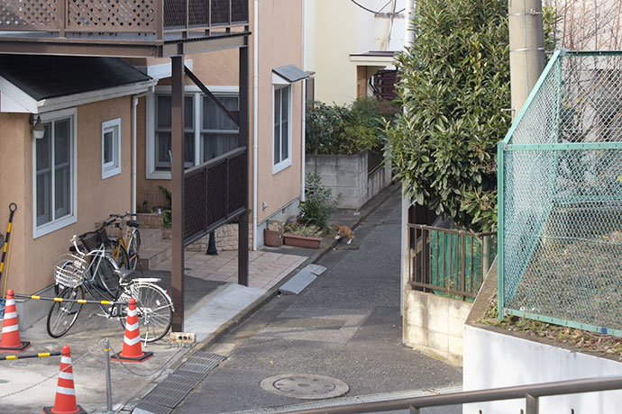 街のねこたち