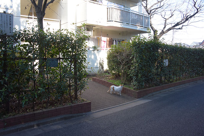 街のねこたち