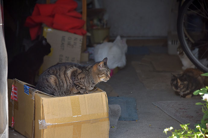 街のねこたち