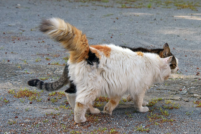 街のねこたち