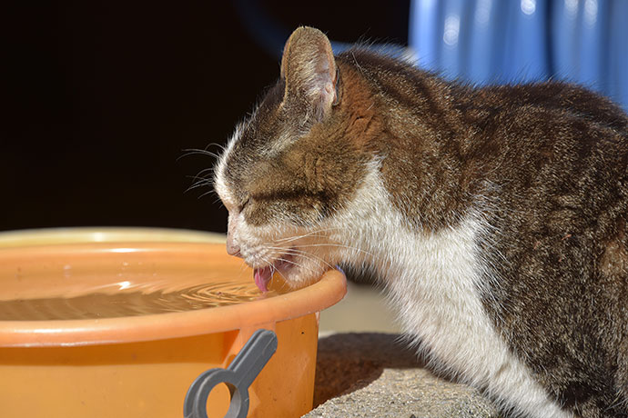 街のねこたち