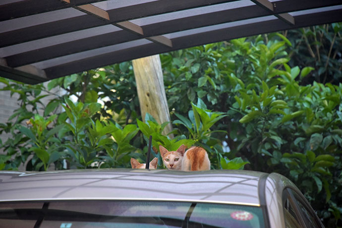 街のねこたち