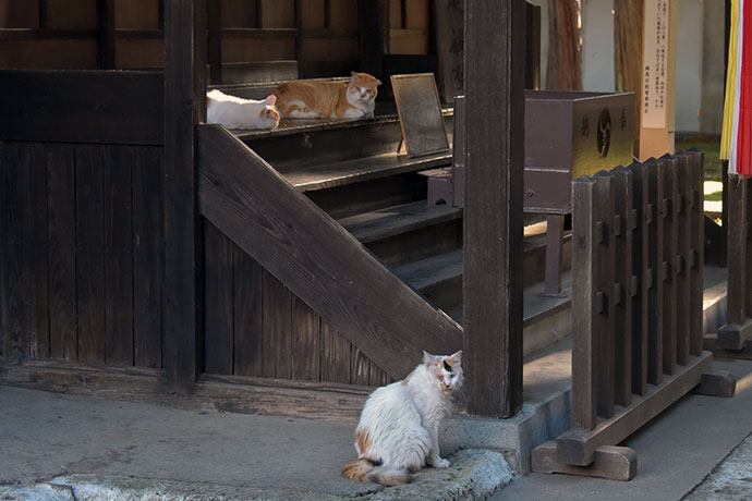 街のねこたち
