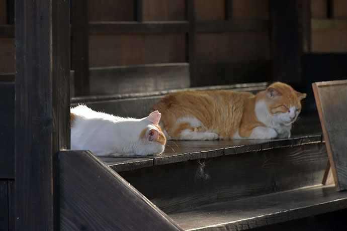 街のねこたち