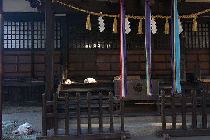 街のねこたち