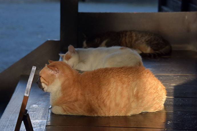 街のねこたち