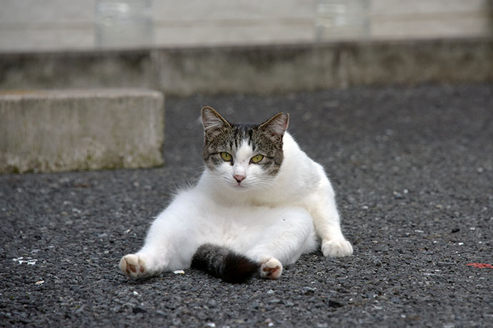 街のねこたち
