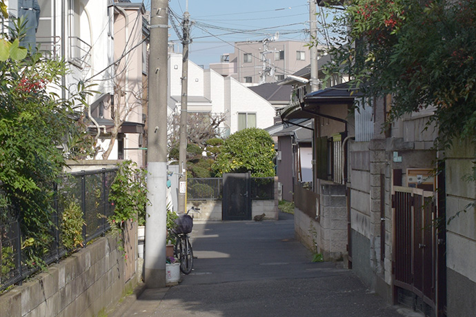 街のねこたち