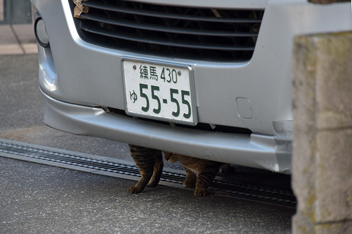 街のねこたち