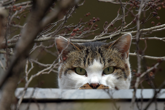 街のねこたち