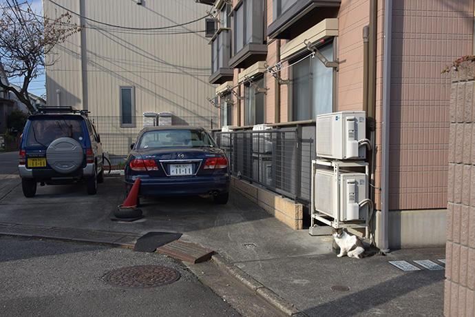 街のねこたち